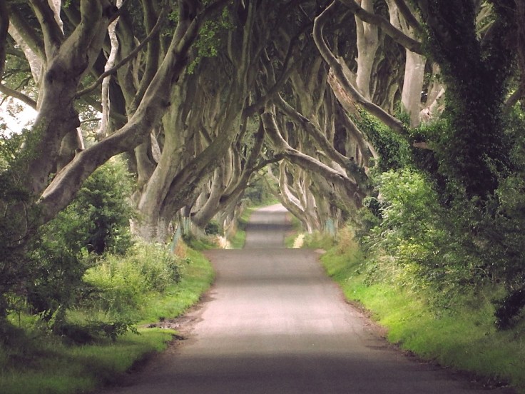 Dark Hedges